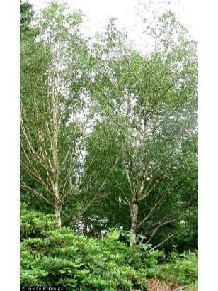 Deciduous Trees: Paper Birch - Betula papyrifera Height: 65-70 feet, matures at 80 years Paper birch has a fairly rapid growth rate and an upright oval form