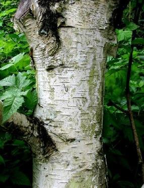 Paper birch does best on well drained, cool and moist sites in full sun. It does not tolerate drought, compacted soils, or high temperatures.