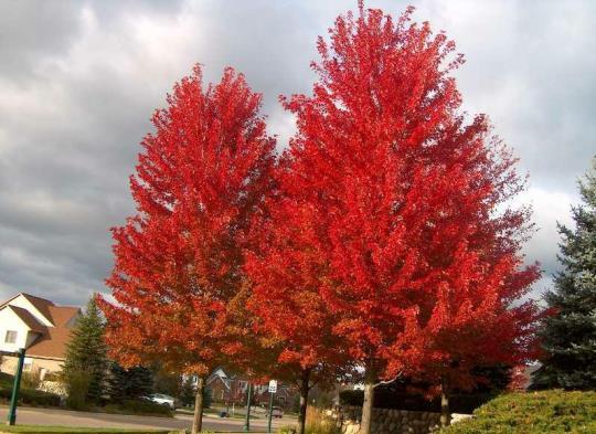gov Plant Profile Red Maple Acer rubrum Height: 50-70 feet, matures at 70-80 years Red maple has a moderate to rapid growth rate and an oval to round crown
