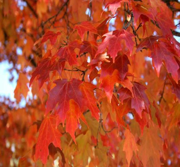 Red maple will grow in partial shade but does best in full sun and is moderately drought tolerant.
