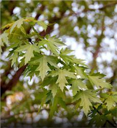 Photo from Missouri Botanical Garden Sugar Maple Acer saccharum Height: 60-80 feet, matures at 75-150+ years Sugar maple has a slow to moderate growth rate