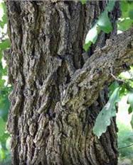 Bur Oak - Quercus macrocarpa Height: 40-80 feet, matures at 200-300 years Bur oak is a long-living, slow-growing
