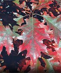 The leaves have rounded lobes and turn yellow to tan/brown in the fall.