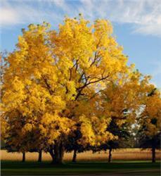 org Quaking Aspen Populus tremuloides Height: 40-65 feet Aspen has a very rapid growth rate with an oval shape and