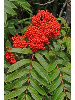 Mountain Ash Sorbus Americana Height: 10-30 feet Mountain ash are smaller and sometimes more shrubby in