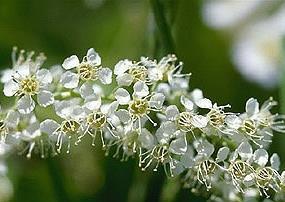 White flower clusters bloom in spring. Photos from wildflower.