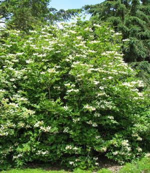 shade. White flowers bloom in late spring and dark bluish-black fruit ripens in fall.