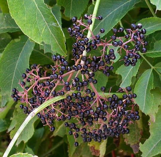 Elderberry Sambucus canadensis Height: 10-12 feet Elderberry is a fast-growing, spreading shrub with