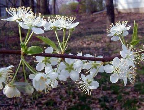 White flowers bloom in early summer and larger bluish-black fruit ripens in July.