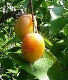 org American Plum Prunus americana Height: 10-20 feet American plum has a rapid growth rate and is