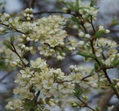 White flowers bloom in mid spring and 1-inch wide fruit ripens to yellow or red in September.