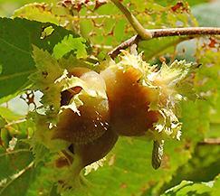 Hazelnut Corylus americana Height: 8-15 feet Hazelnut is a hardy moderate to rapid growing shrub that
