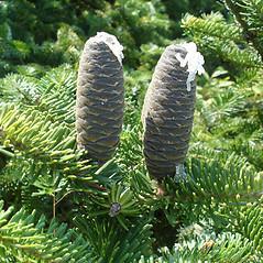 org Balsam Fir Abies balsalmea Height: 40-60 feet Balsam fir is a slow-growing conifer with a tall,