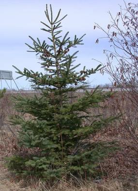 White Spruce Picea glauca Height: 40-80 feet, matures at 100-200 years White spruce has a rapid growth rate