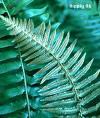 Sword fern prefer the understory of moist coniferous forest at low elevations.