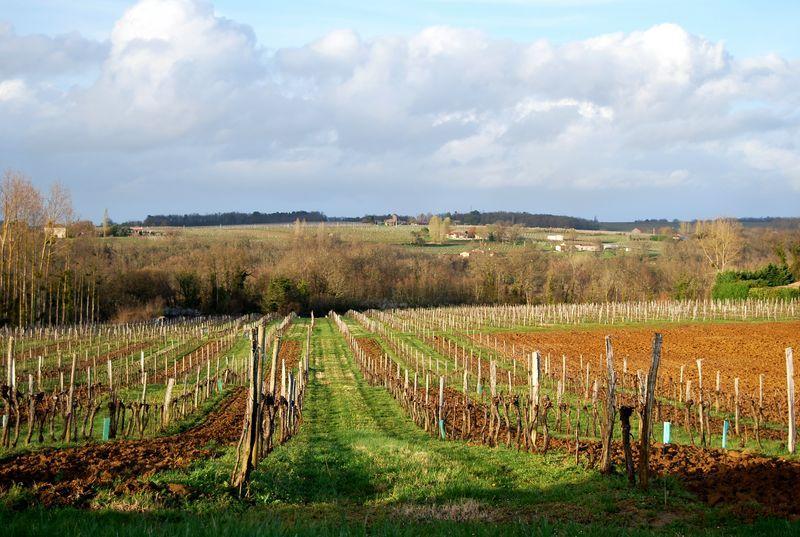 Vineyard E2M Landscape Gironde Blasimon the vine