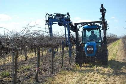 Constraints to consistent large volume Profit margins are low Yield is paramount in the SJV 12 tons/a (based on 7 x 11 spacing) Growers can only afford to prune
