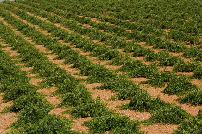 Our Vineyards Thanks to rich lands of the area and the ideal climatic conditions, our vineyards, produce grapes of the finest quality