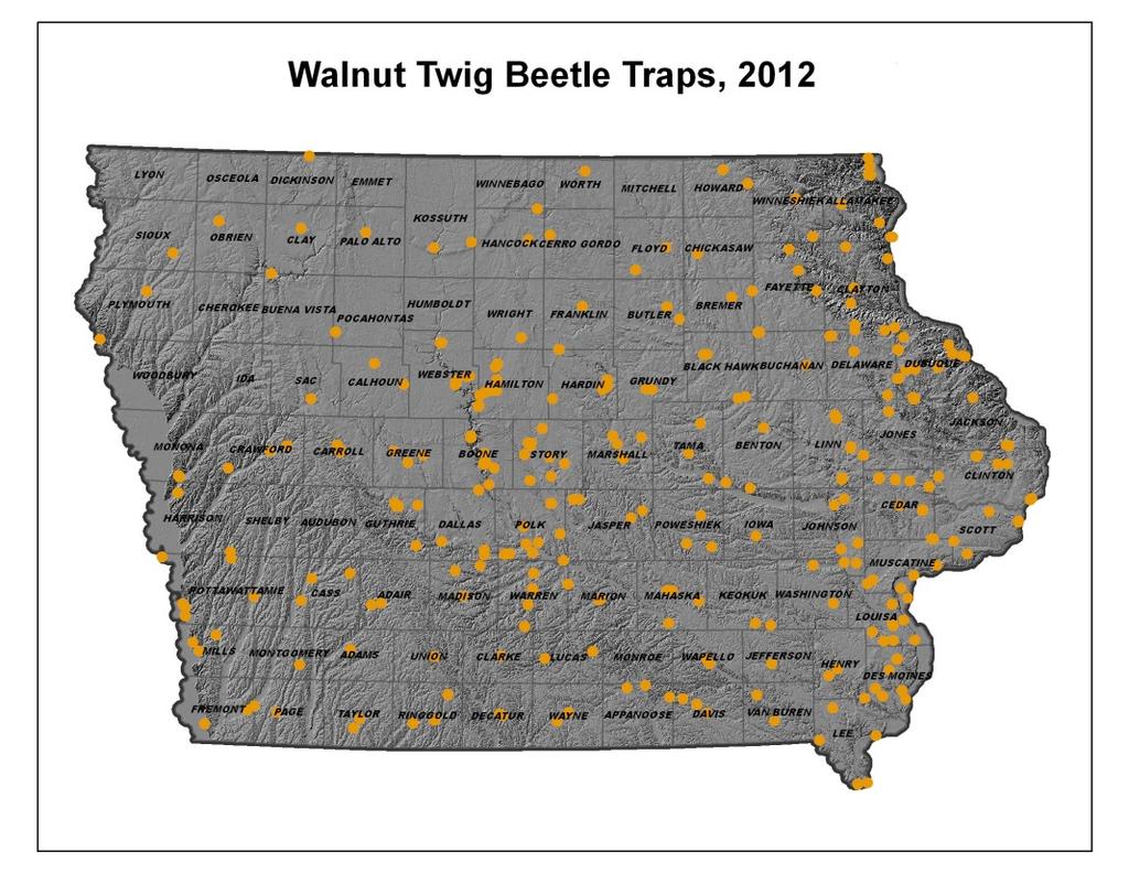 TCD Early Detection in Iowa: 2012 2012 Trapping Survey: Iowa DNR, Tivon Feeley 438 traps, all with beetles, 1