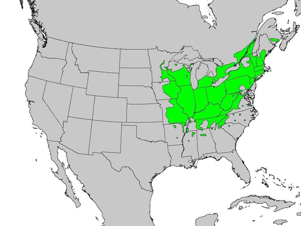 Native range of Juglans cinerea, buttternut Map courtesy of the United