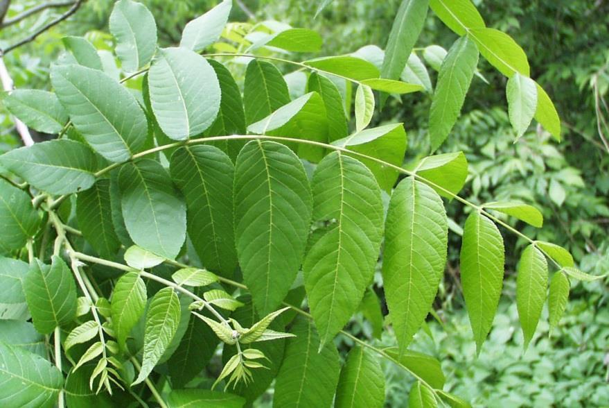 Scouting for TCD Walnut or butternut tree Tree symptoms (leaf yellowing, crown thinning, branch death) Beetles or beetle damage