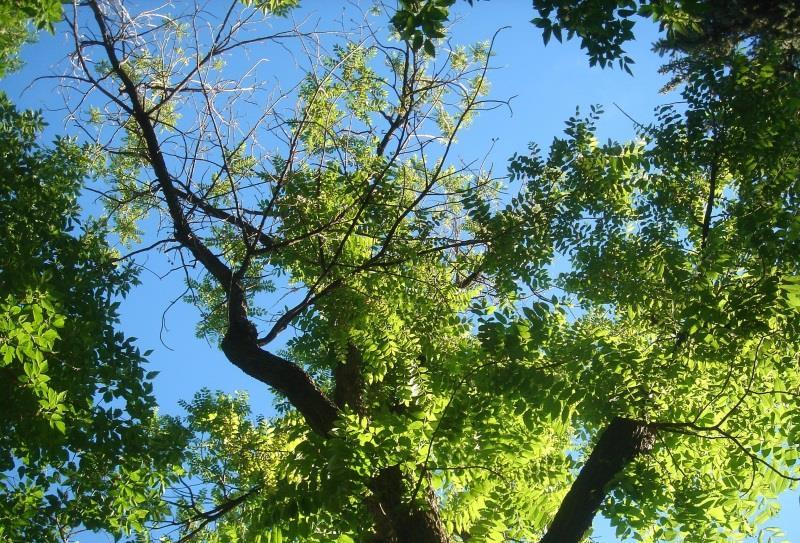 Scouting for TCD Walnut tree Tree symptoms (leaf yellowing, crown thinning, branch death) Beetles or