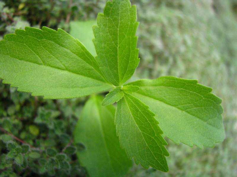 STEVIA Rebaudiana TARRAGON FRENCH Sweet Leaf Artemesia vulgaris A