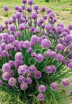Allium schoenoprasum Chives (Code: 8050) A mild onion flavor makes this herb a favorite for topping baked potatoes and other