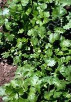 it an aromatic groundcover. Mow before seeds set to maintain as a lawn. Also used as a medicinal tea or yellow dye.