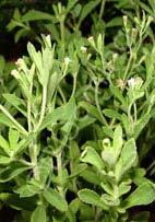 Stevia rebaudiana Sweet Herb (Code: 6405) This herbal sugar substitute is 1000 times sweeter than sugar!