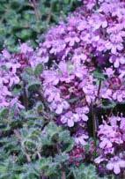 by pale pink flowers in summer. Itʹs drought tolerant and sun loving. (1-3ʺ x 12ʺ) Zn4.