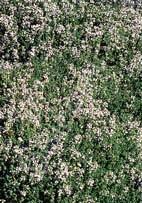 Thymus pseudolanuginosus Woolly Thyme (Code: 3606) Soft, completely prostrate, silvery-green, evergreen