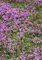 It forms a fragrant, tightly-matted groundcover underfoot; perfect along pathways or between pavers.
