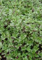 Thymus vulgaris 'English Wedgewood' French Thyme (Code: 5412) This lovely mound-forming, evergreen thyme has good