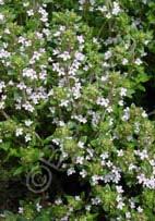 Thymus vulgaris 'Narrow Leaf French' French Thyme (Code: 5460) Fine gray leaves hold small white flowers during the