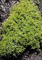 interest to the rockery. This slow-growing variety has an excellent lemon flavor. (8ʺ x 12ʺ) Zn5.