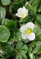 Fragaria 'Lipstick' Strawberry (Code: 6270) Beautiful deep rose flowers top this glossy-leaved evergreen groundcover, in