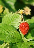 Fragaria chiloensis Beach Strawberry (Code: 5005) This NW native, glossy-leaved, prostrate strawberry makes an excellent