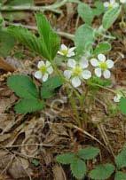 Simple white flowers in spring are followed by edible red berries. (4ʺ x 24ʺ) Zn4.