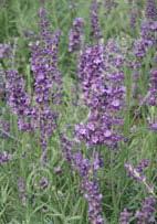 Lavandula angustifolia 'Betty Blue' English Lavender (Code: 4683) This English Lavender cultivar is excellent for fresh cut