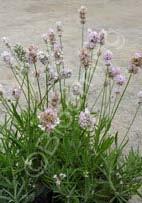 this herb a standout in the garden. Maintains a tidy rounded habit. (18ʺ x 16ʺ) Zn5.