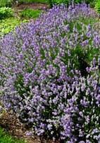 Lavandula angustifolia 'Lavance' English Lavender (Code: 3803) Rich dark purple flowers shine above fragrant, compact