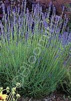Lavandula angustifolia 'Violet Intrigue' English Lavender (Code: 4887) Vibrant violet flowers bloom on long stems in summer.