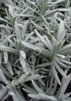 sub-shrub. Gray-green foliage has a silvery tone making this a great addition to a dry rockery or ʺsilverʺ border.