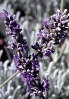 Lavandula lanata x angustifolia 'Ana Luisa' Lavender (Code: 3727) Lovely sub-shrub has fragrant dark purple flowers on long