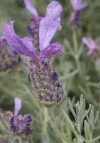 Lavandula lanata x angustifolia 'Richard Grey' Lavender (Code: 4186) Dark violet flower spikes grace this aromatic, compact