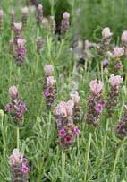 Lavandula stoechas 'Blueberry Ruffles' Spanish Lavender (Code: 7053) Light pink bracts look like rabbit ears and appear