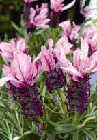Lavandula stoechas 'Helmsdale' Spanish Lavender (Code: 9021) A robust, long-blooming cultivar with rich, red-purple flowers