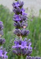Lavandula x intermedia 'Grosso' Lavandin (Code: 8074) Violet-blue flowers bloom repeatedly on this vigorous, disease