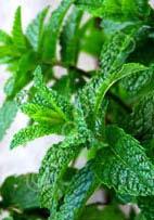 Mentha spicata 'Moroccan' Moroccan Mint (Spearmint) (Code: 4284) This hardy herb is well-known for its very fragrant,